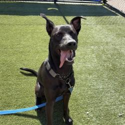 Shelter Stray Male Dog last seen , Philadelphia, PA 19140