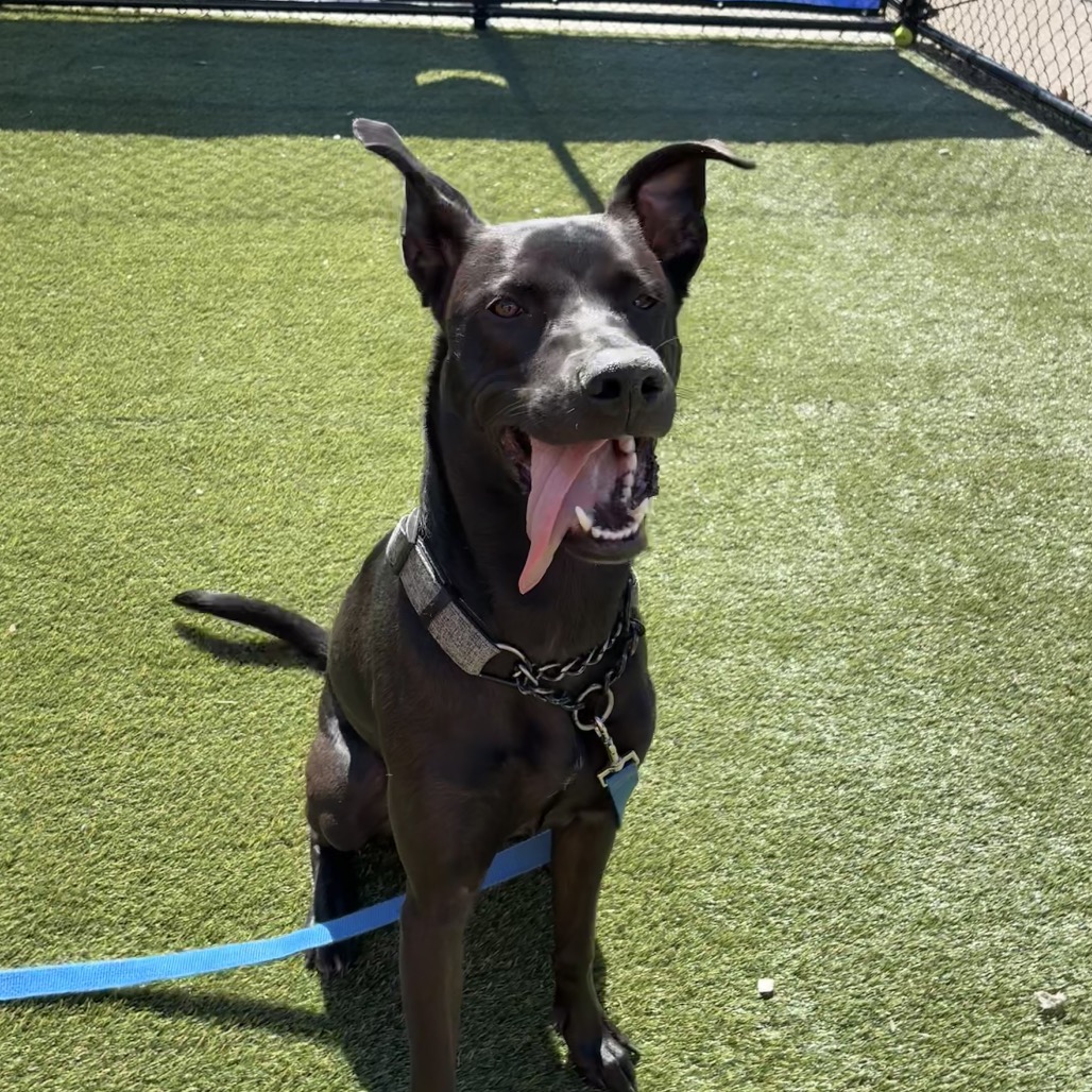 Shelter Stray Male Dog last seen , Philadelphia, PA 19140