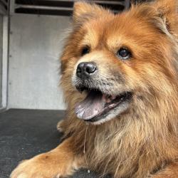 Shelter Stray Male Dog last seen , Edinburg, TX 78539