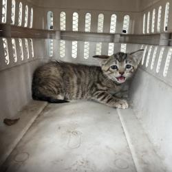 Shelter Stray Female Cat last seen , Lake Jackson, TX 77566