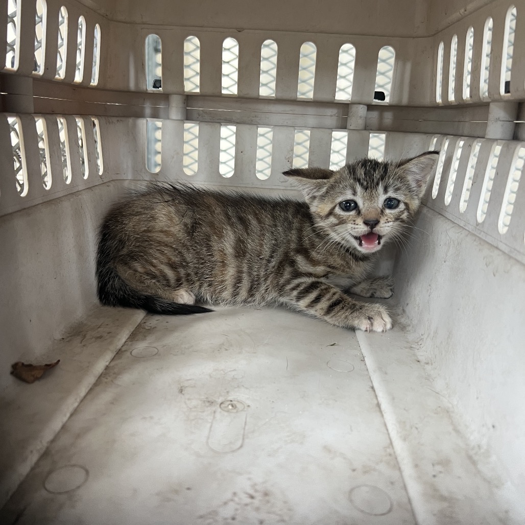 Shelter Stray Female Cat last seen , Lake Jackson, TX 77566