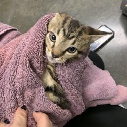 Shelter Stray Male Cat last seen , Dickinson, TX 77539