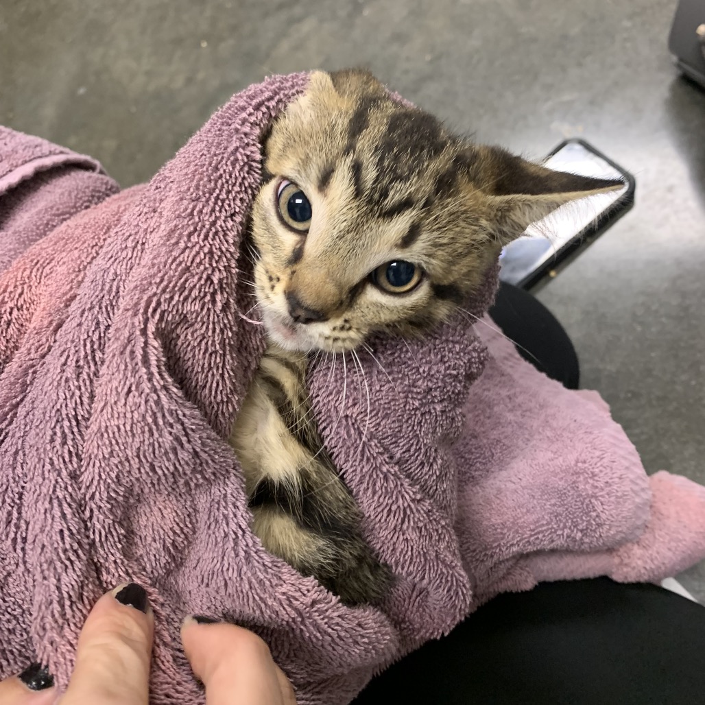 Shelter Stray Male Cat last seen , Dickinson, TX 77539