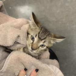 Shelter Stray Male Cat last seen , Dickinson, TX 77539