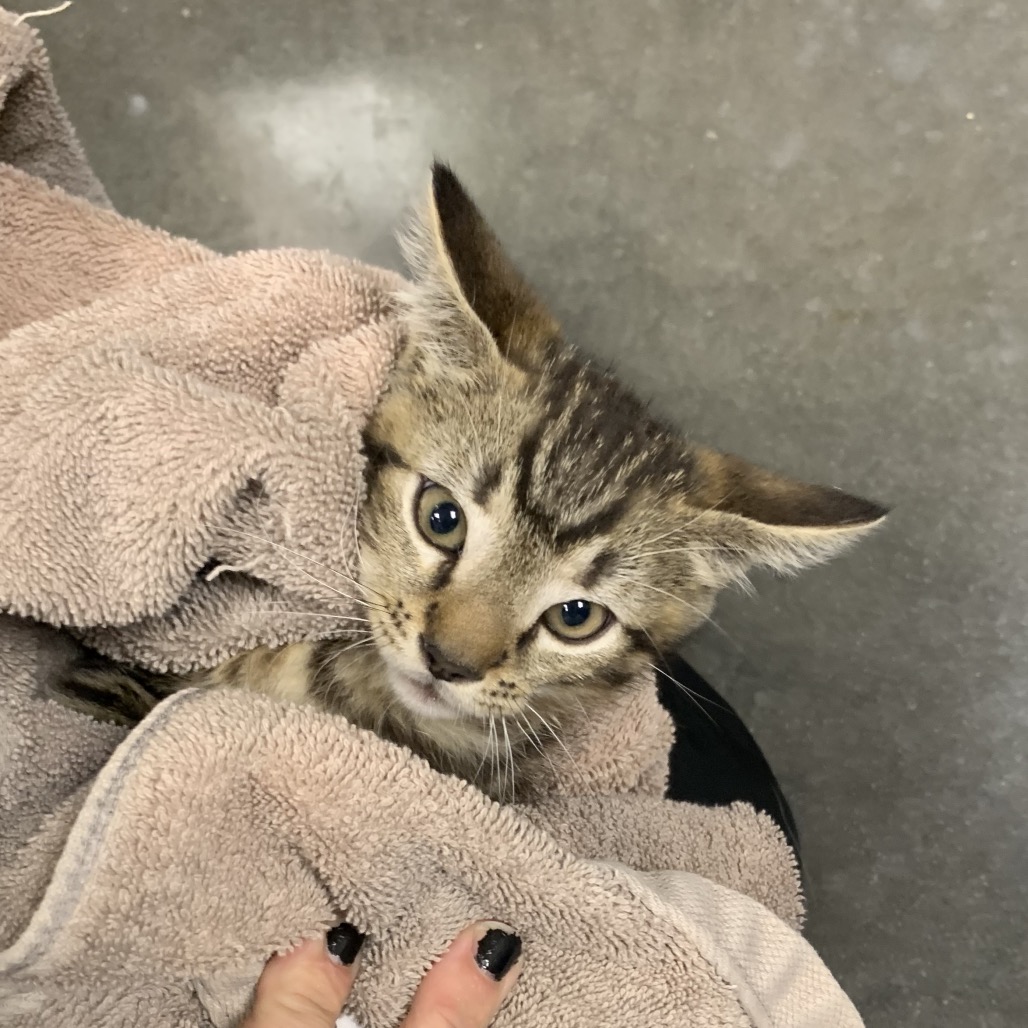 Shelter Stray Male Cat last seen , Dickinson, TX 77539