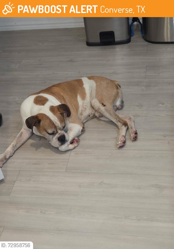 Found/Stray Male Dog last seen Rose Valley Subdivision , Converse, TX 78109