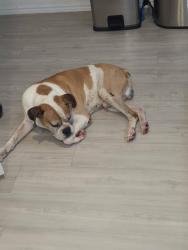 Found/Stray Male Dog last seen Rose Valley Subdivision , Converse, TX 78109