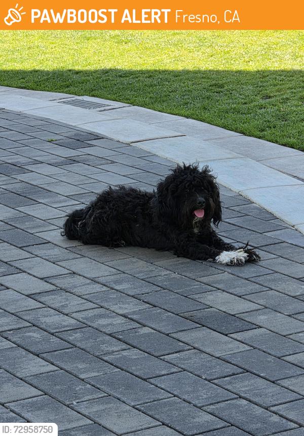 Found/Stray Unknown Dog last seen Broadway Parque, Fresno, CA 93728