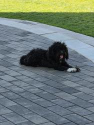 Found/Stray Unknown Dog last seen Broadway Parque, Fresno, CA 93728