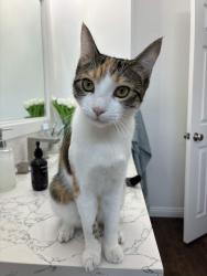 Lost Female Cat last seen East Vernon Ave And Hundaras St South Central LA, Vernon, CA 90058