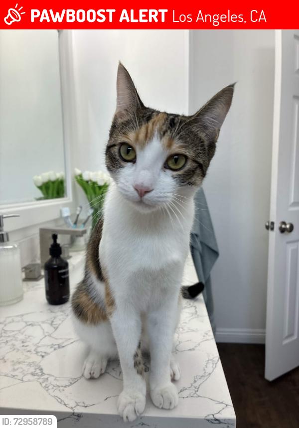 Lost Female Cat last seen East Vernon Ave And Hundaras St South Central LA, Vernon, CA 90058