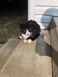 Lost Male Cat last seen Spring Meade Subdivision - Spring Hill High School, Columbia, TN 38401