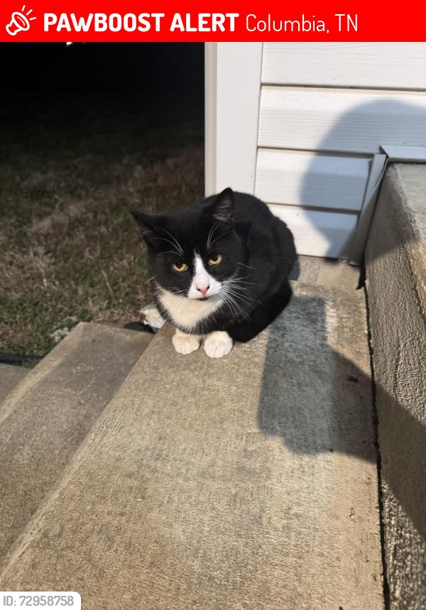 Lost Male Cat last seen Spring Meade Subdivision - Spring Hill High School, Columbia, TN 38401