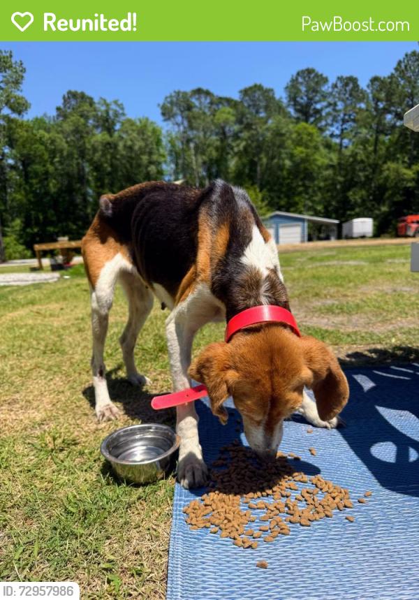 Reunited Female Dog last seen near River's Edge campground, Pamlico County, NC 28515
