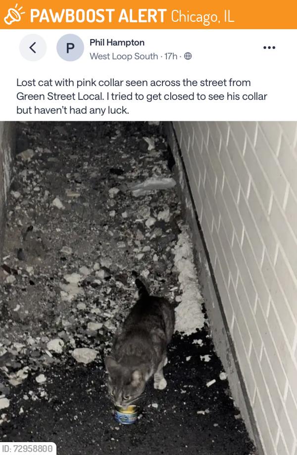 Found/Stray Unknown Cat last seen West Loop, across from Green Street Local, Chicago, IL 60607
