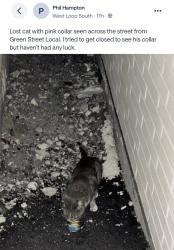 Found/Stray Unknown Cat last seen West Loop, across from Green Street Local, Chicago, IL 60607