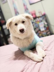 Lost Male Dog last seen Lima dr , Houston, TX 77099
