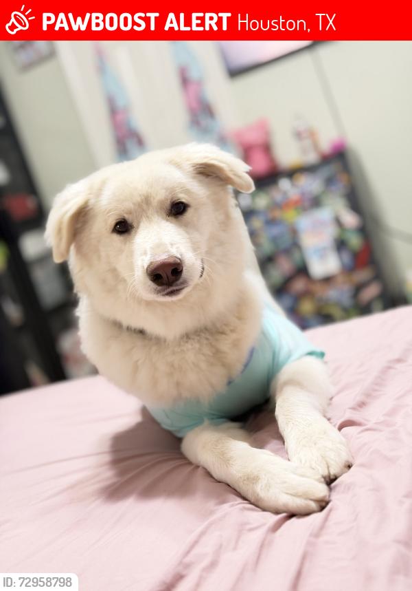 Lost Male Dog last seen Lima dr , Houston, TX 77099