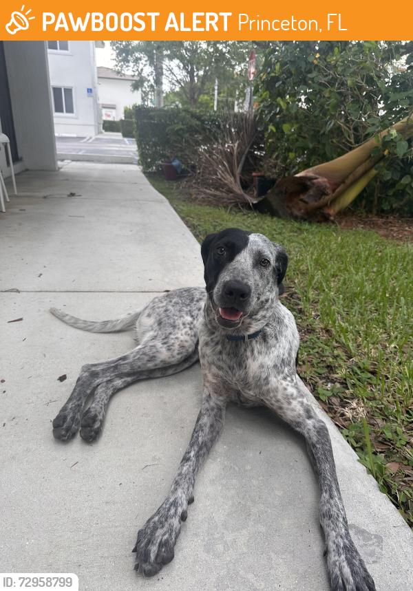Found/Stray Unknown Dog last seen Near sw 134 ave Miami Fl , Princeton, FL 33032
