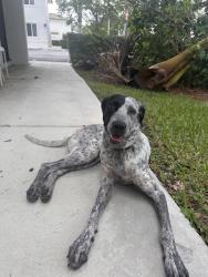 Found/Stray Unknown Dog last seen Near sw 134 ave Miami Fl , Princeton, FL 33032