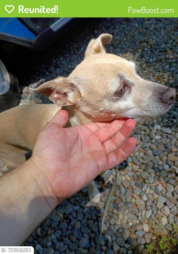 Reunited Male Dog last seen Covington Costco , Covington, WA 98042