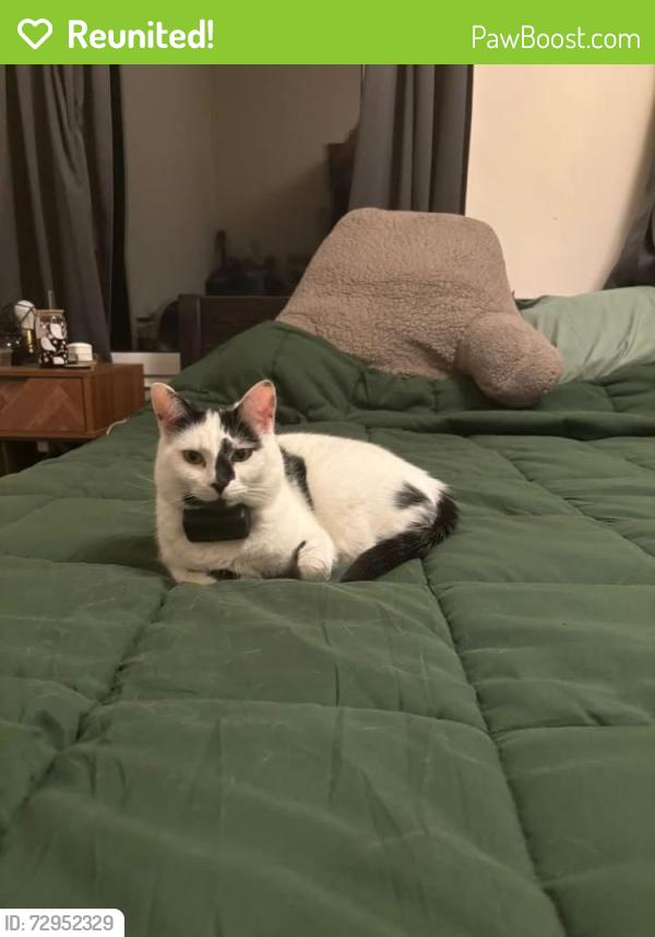 Reunited Female Cat last seen Heol-Y-Cyw workmans club, Heol-y-Cyw, Wales CF35 6HH