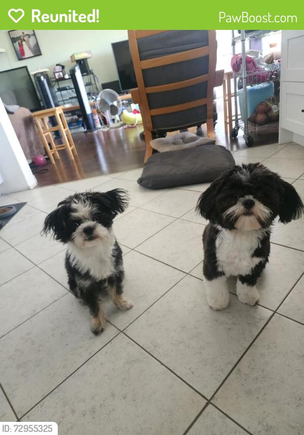 Reunited Male Dog last seen Near Brighton and government, Burnaby, BC V5A 3E5