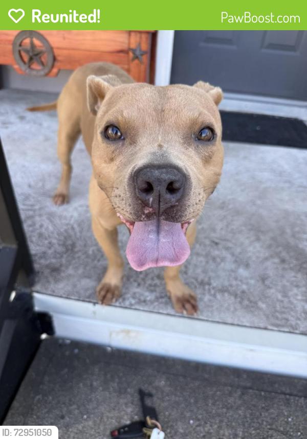 Reunited Female Dog last seen Antoine & Little York, Houston, TX 77091