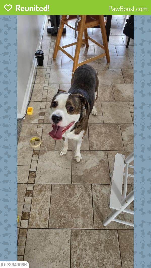 Reunited Male Dog last seen Miller Woods Lane & Churchman Way, Indianapolis, IN 46237