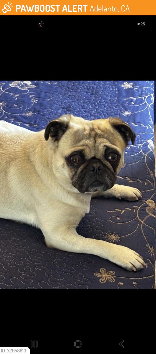 Found/Stray Male Dog last seen Bellflower, Adelanto, CA 92301