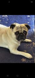 Found/Stray Male Dog last seen Bellflower, Adelanto, CA 92301