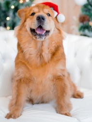Lost Female Dog last seen Perto da casa grande amaréla, Capão Raso, PR 