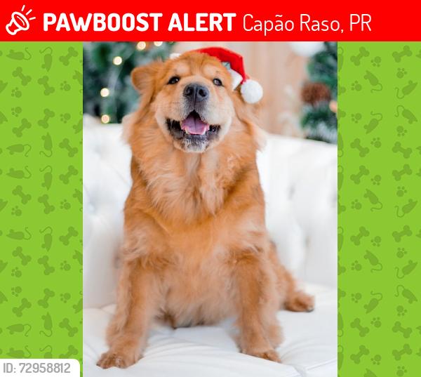 Lost Female Dog last seen Perto da casa grande amaréla, Capão Raso, PR 