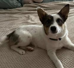 Lost Female Dog last seen Lynn Lane (aka 9th Street) & Richmond, Broken Arrow, OK 74012