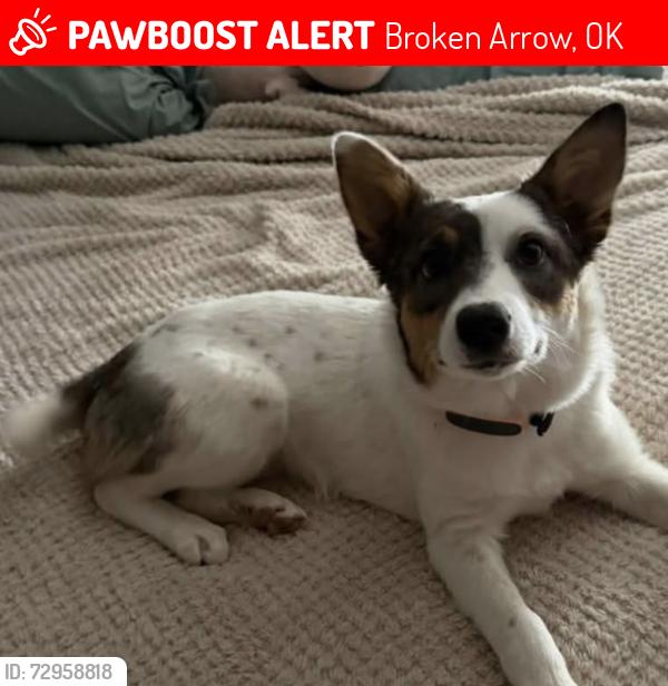 Lost Female Dog last seen Lynn Lane (aka 9th Street) & Richmond, Broken Arrow, OK 74012