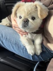 Reunited Male Dog last seen Near potter ave , Modesto, CA 95350