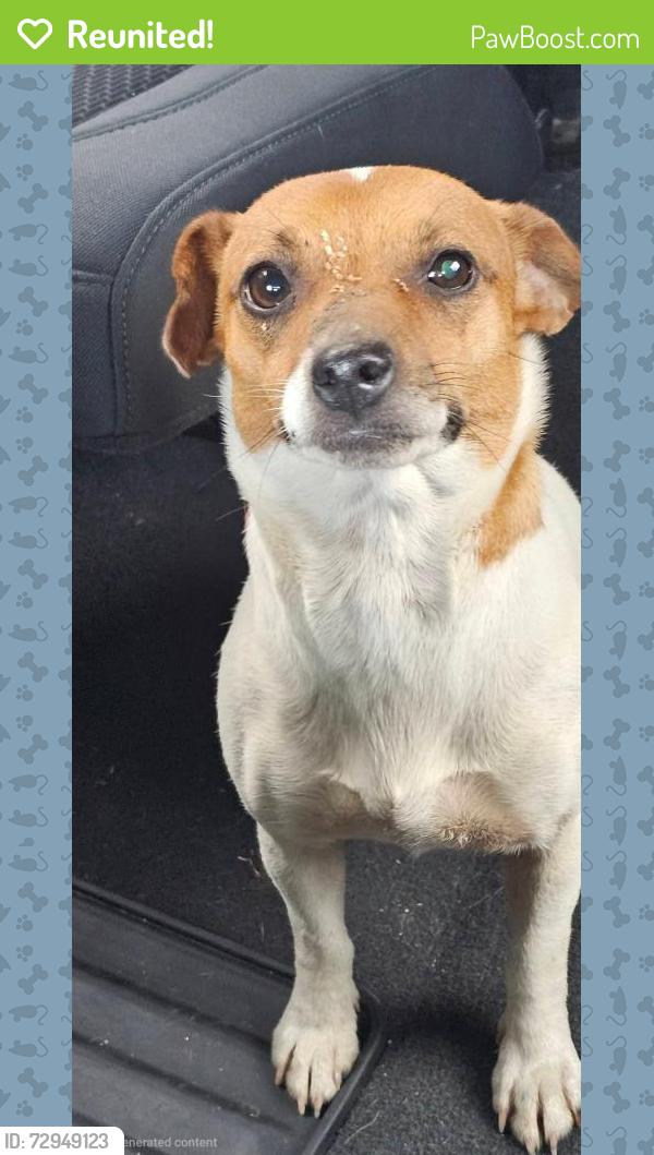 Reunited Female Dog last seen Long Hollow Pike, Gallatin, TN 37066