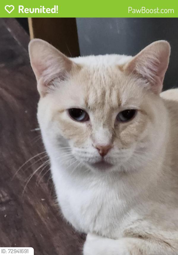 Reunited Female Cat last seen 35th Ave and bell, Phoenix, AZ 85053