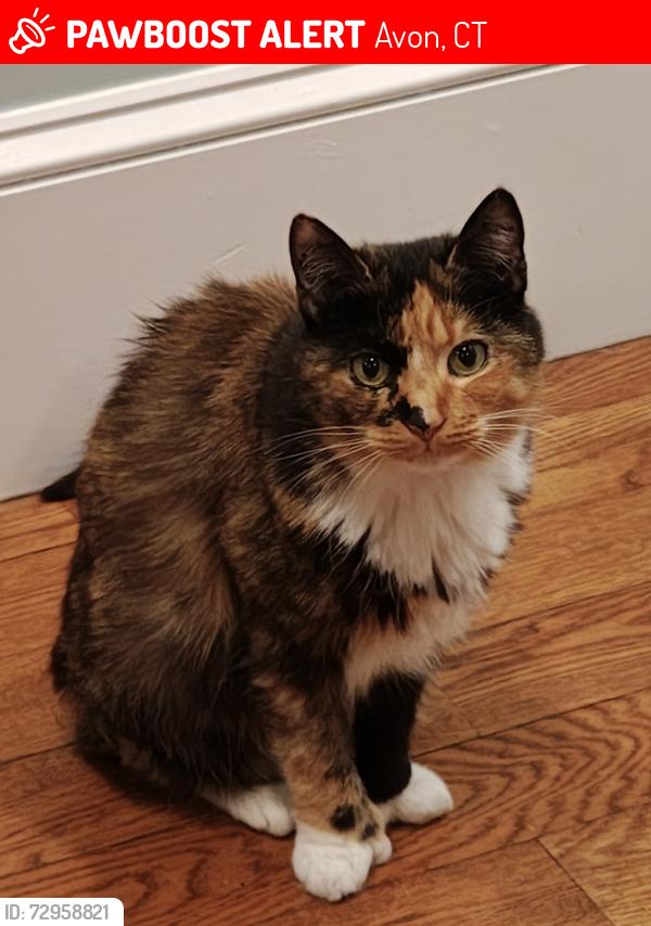 Lost Female Cat last seen Sky View Drive and Deercliff rd, Avon, CT 06001