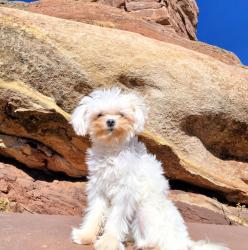 Reunited Female Dog last seen Mcwilliams Park.  Yale and S. Steele st, Denver, CO 80210