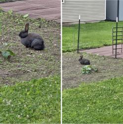 Lost Male Rabbit last seen Pembroke Ave, Hampton, VA 23663