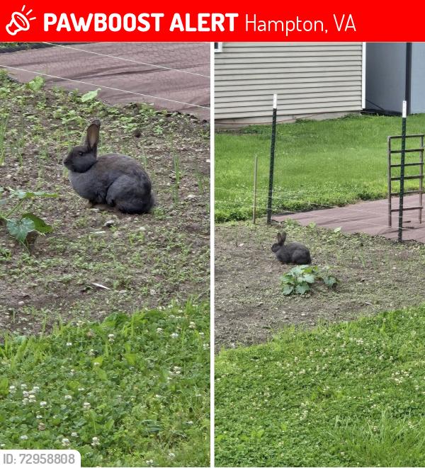 Lost Male Rabbit last seen Pembroke Ave, Hampton, VA 23663