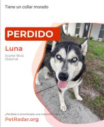 Lost Female Dog last seen Scarlet Boulevard , Oldsmar, FL 34677
