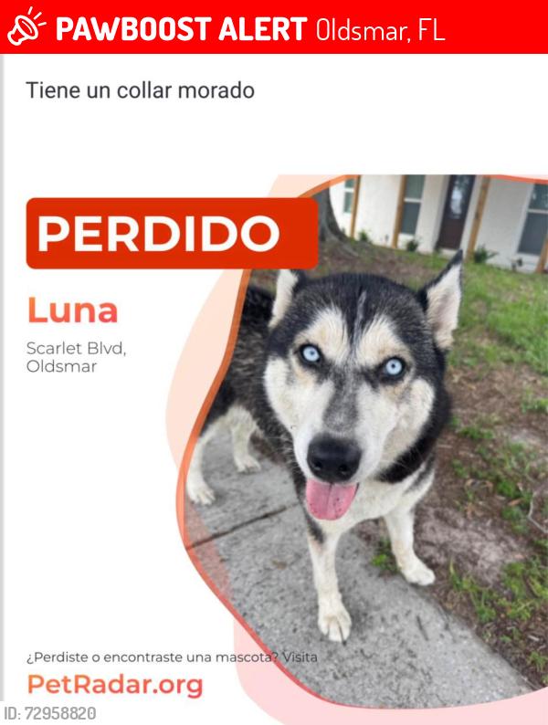 Lost Female Dog last seen Scarlet Boulevard , Oldsmar, FL 34677