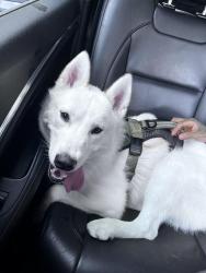 Reunited Male Dog last seen Armitage, North Avenue, Chicago, IL 60639