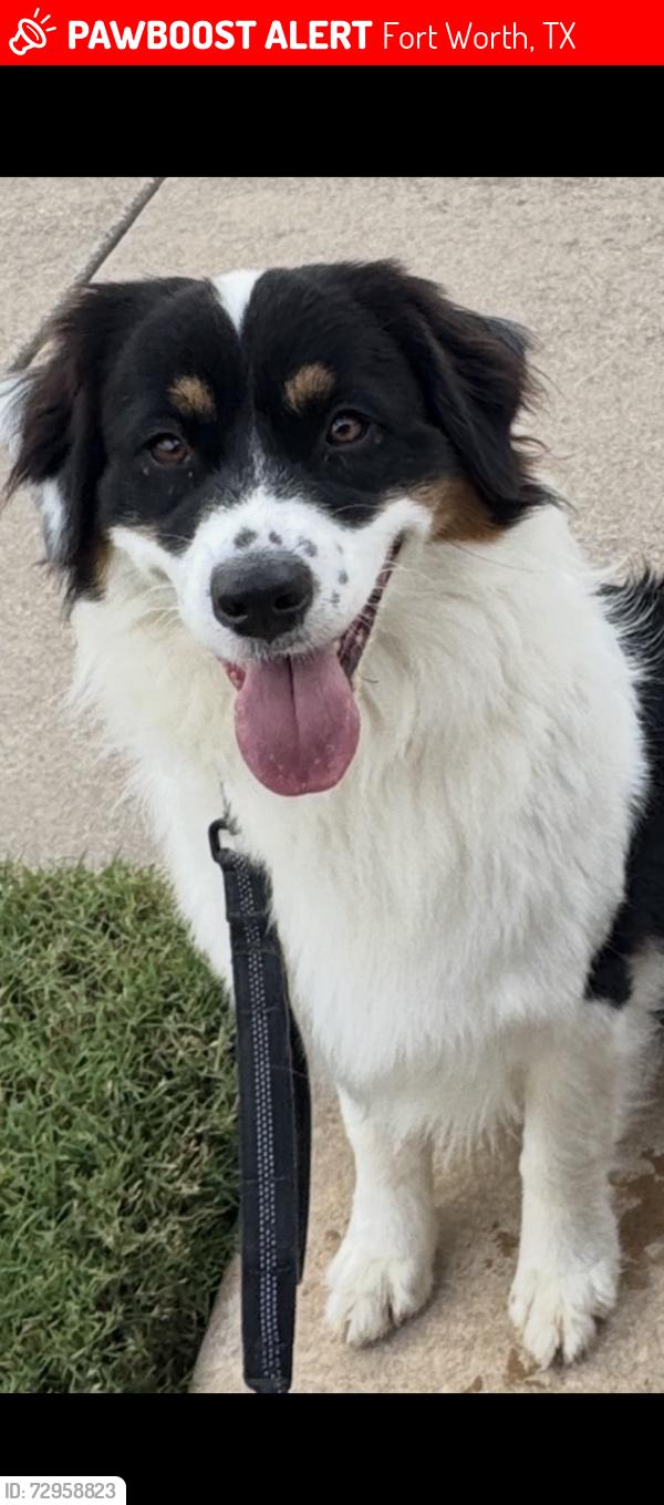 Lost Female Dog last seen Durango Root/Funnel, Fort Worth, TX 76244