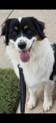 Lost Female Dog last seen Durango Root/Funnel, Fort Worth, TX 76244