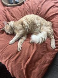 Lost Male Cat last seen Tamarack , Carlsbad, CA 92010
