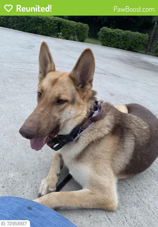 Reunited Female Dog last seen Near Acacia Lake Dr, Brownsville, TX 78521, USA, Brownsville, TX 78521