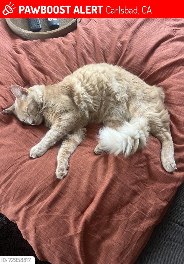 Lost Male Cat last seen Tamarack , Carlsbad, CA 92010